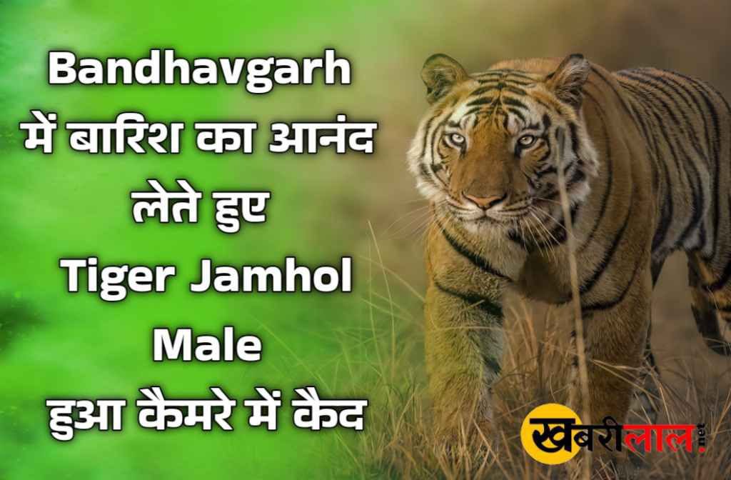 Bandhavgarh में बारिश का आनंद लेते Tiger Jamhol Male हुआ कैमरे में कैद,कौन है Tiger Jamhol Male क्यों पड़ा यह नाम