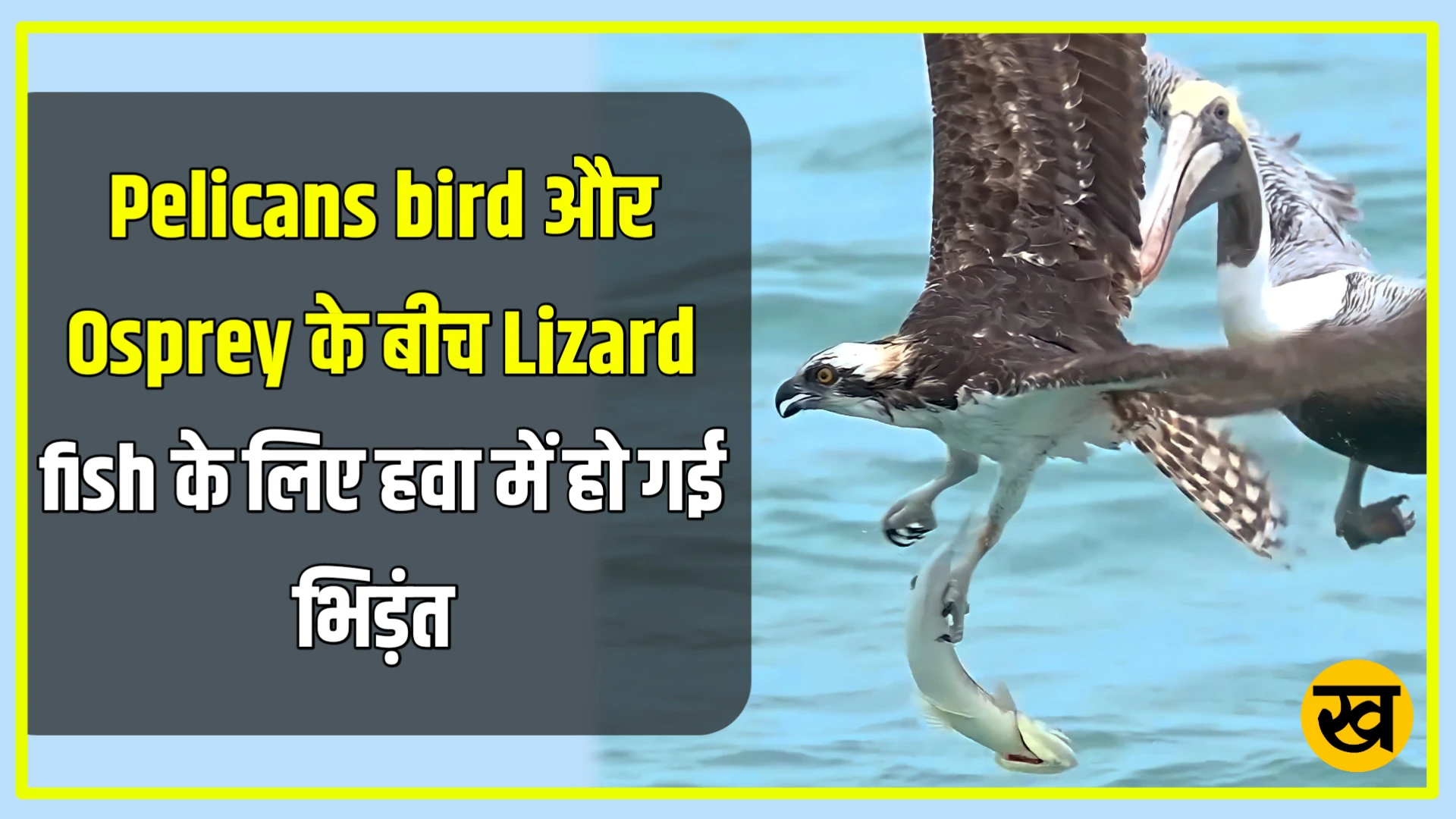 Pelicans bird और Osprey के बीच Lizard fish के लिए हवा में हो गई भिड़ंत