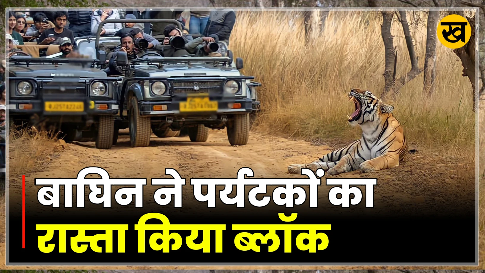 Video : Bandhavgarh में बाघिन ने पर्यटकों का रास्ता किया ब्लॉक वही बाघों की अठखेलियां हुई वायरल