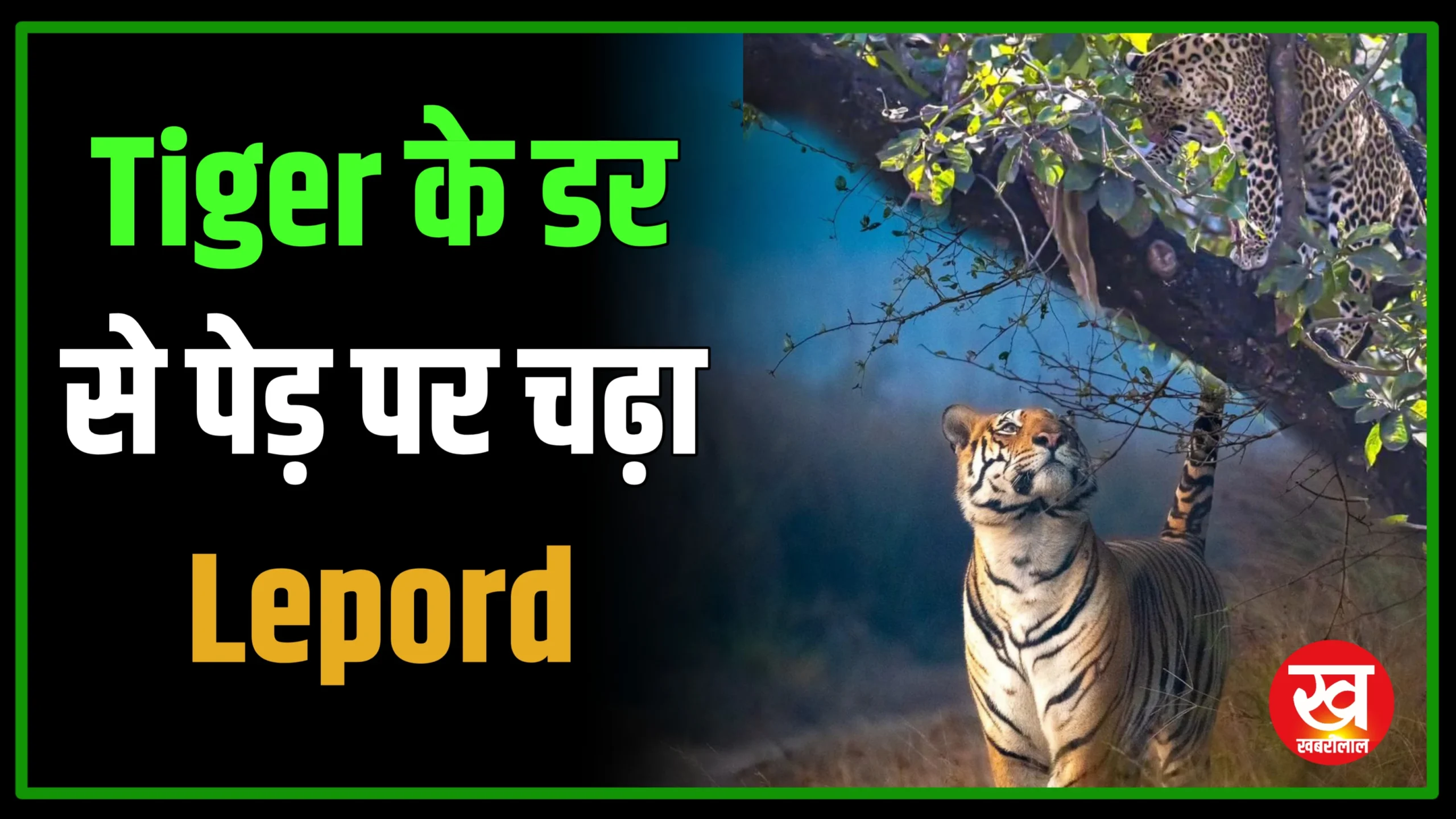 Video : Tiger के डर से 20 फिट उचें पेड़ पर चढ़ गया Lepord  