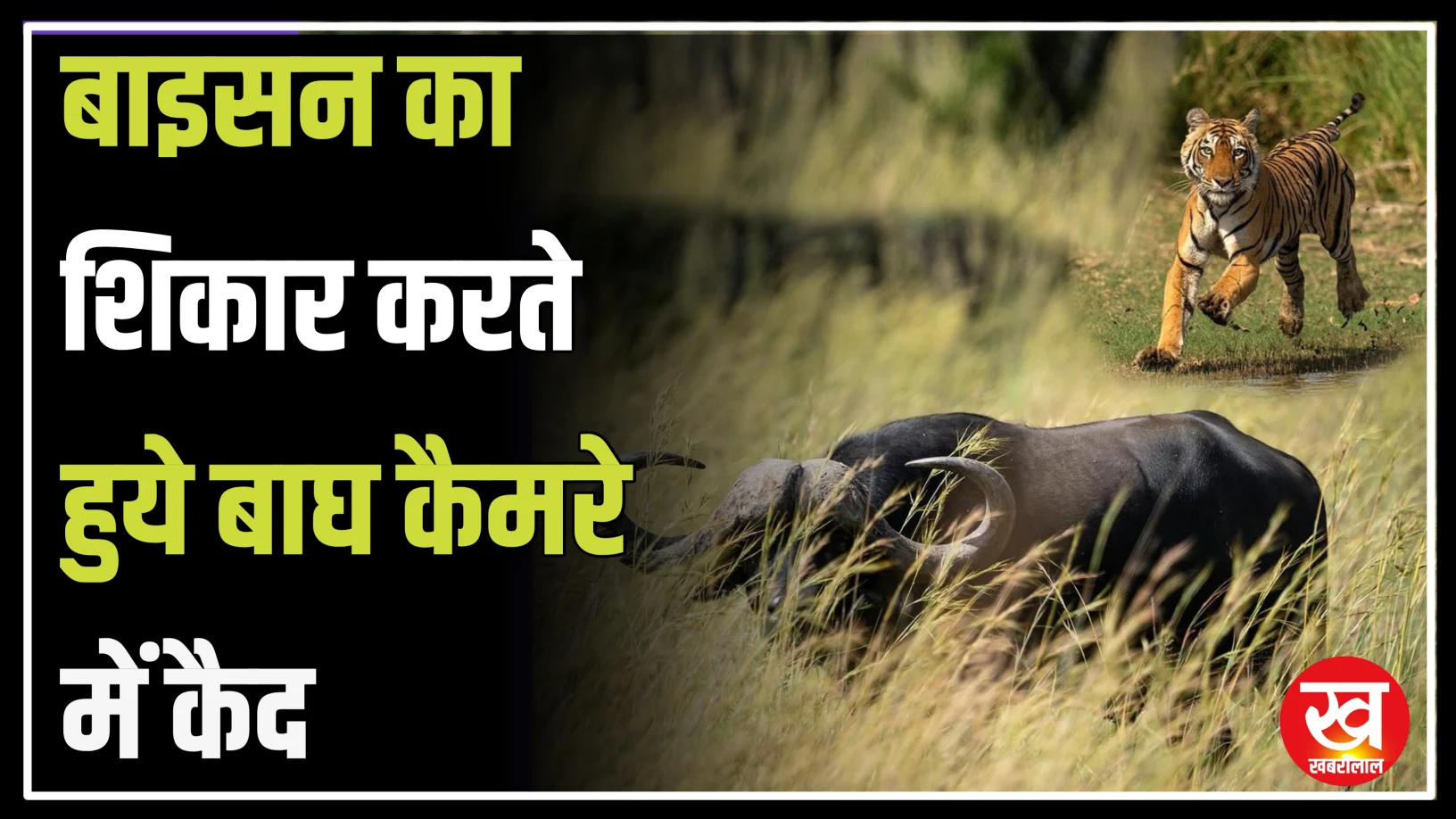 Satpura Tiger Reserve में बाइसन का शिकार करते हुये बाघ कैमरे में कैद