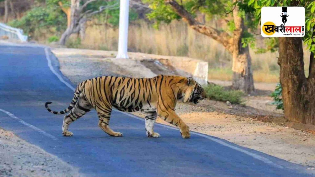 Bandhavgarh में सड़क पर दिखा Tiger Bheem तो वही जिप्सी के सामने अचानक आ गया जंगली हाथी