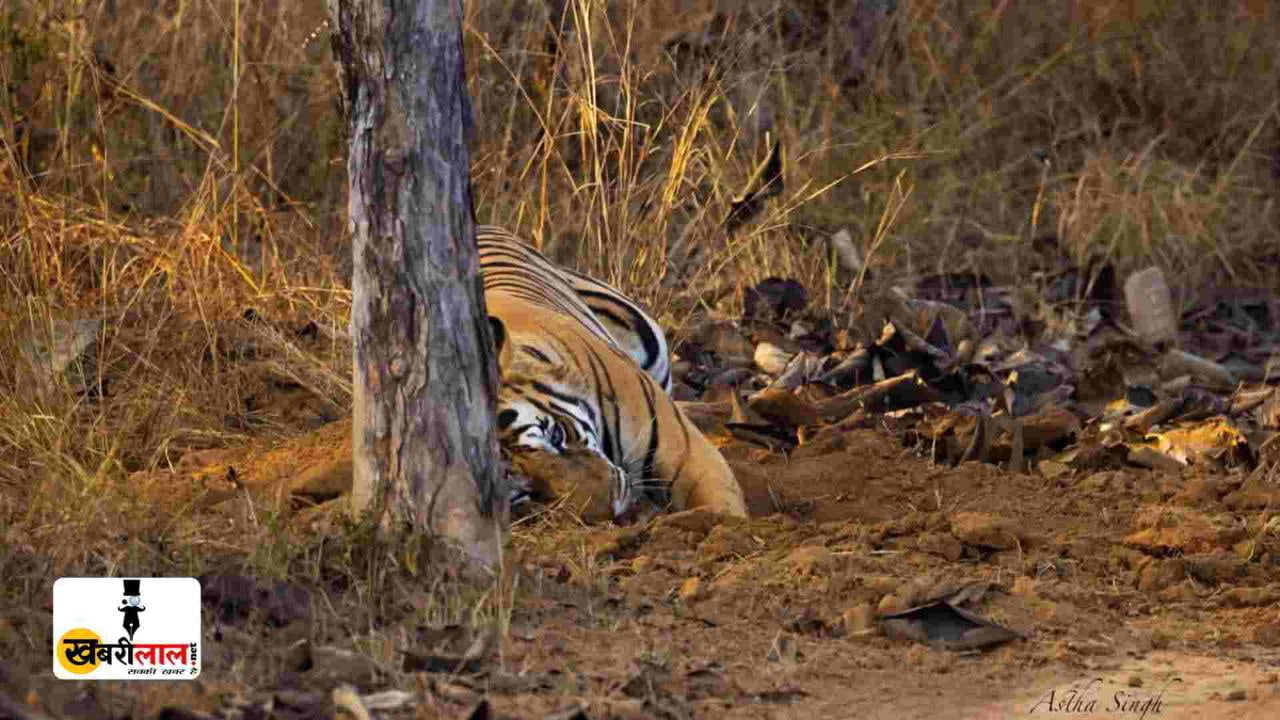 Wild Life : चींटी खाते हुए बाघ की तस्वीर हुई वायरल लोगो ने कहा बाघ बन गया भालू