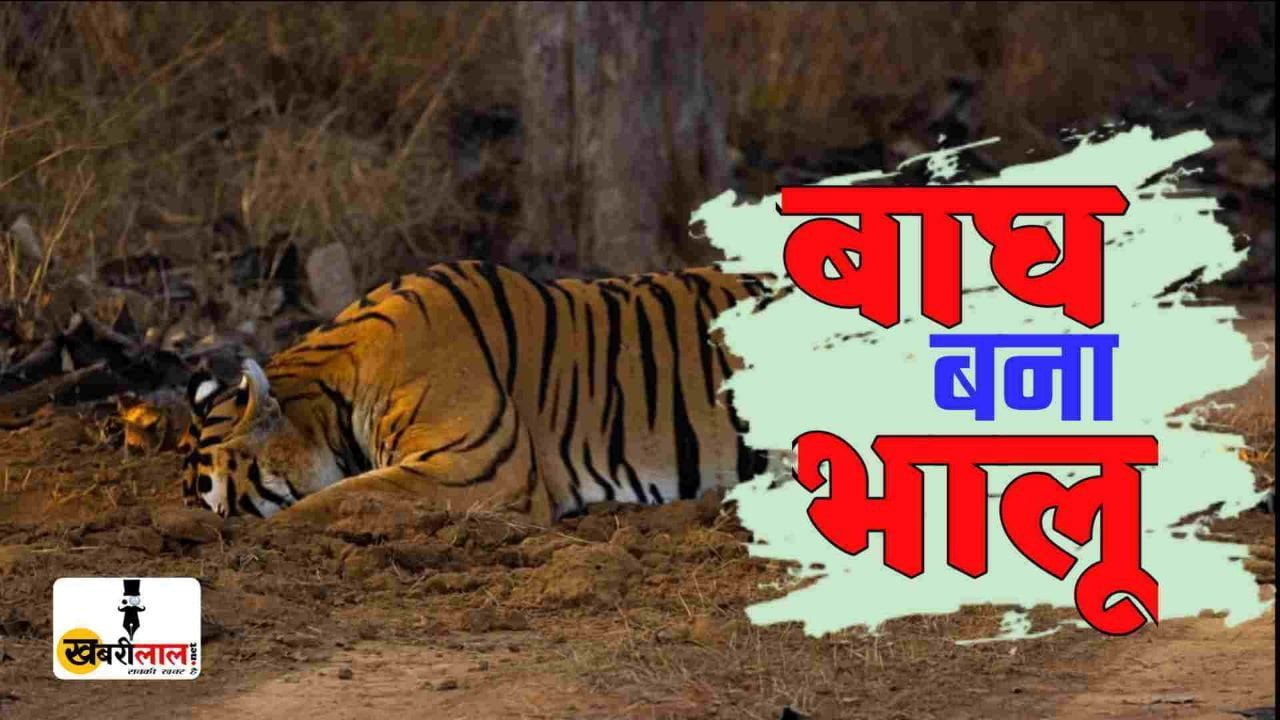 Wild Life : चींटी खाते हुए बाघ की तस्वीर हुई वायरल लोगो ने कहा बाघ बन गया भालू