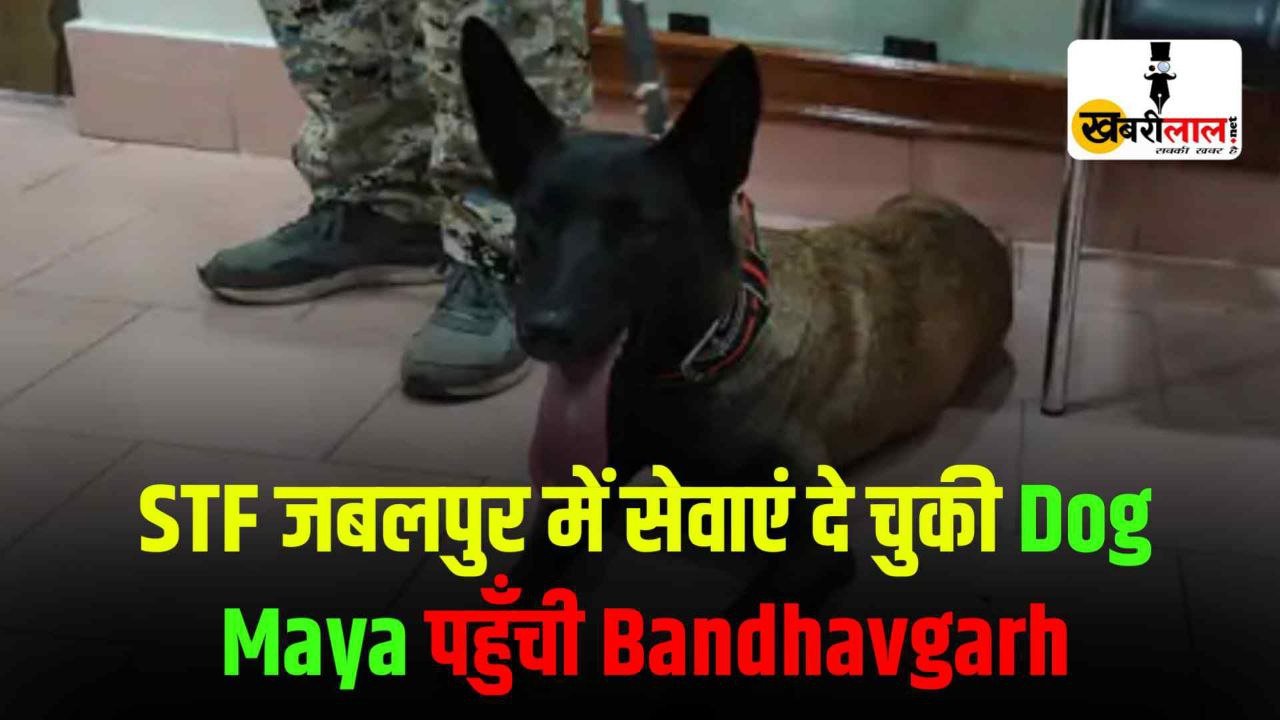 STF जबलपुर में सेवाएं दे चुकी Dog Maya पहुँची Bandhavgarh देगी अपनी सेवाएं