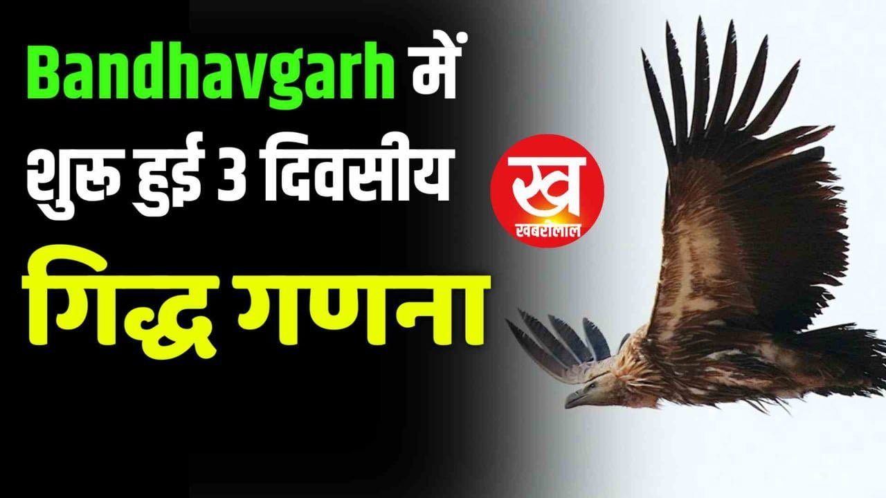 Bandhavgarh में शुरू हुई 3 दिवसीय गिद्ध गणना