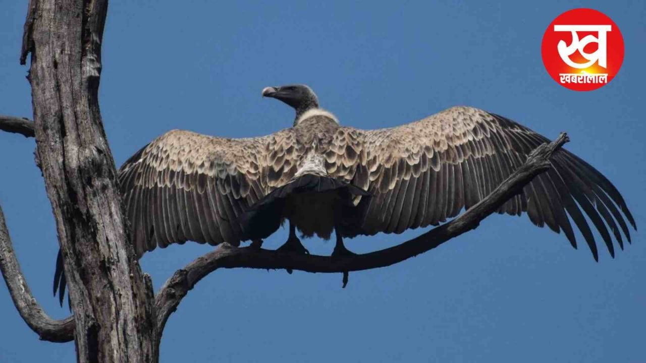 Bandhavgarh में शुरू हुई 3 दिवसीय गिद्ध गणना जानिए गिद्ध को क्यों कहते हैं सफाई का दरोगा