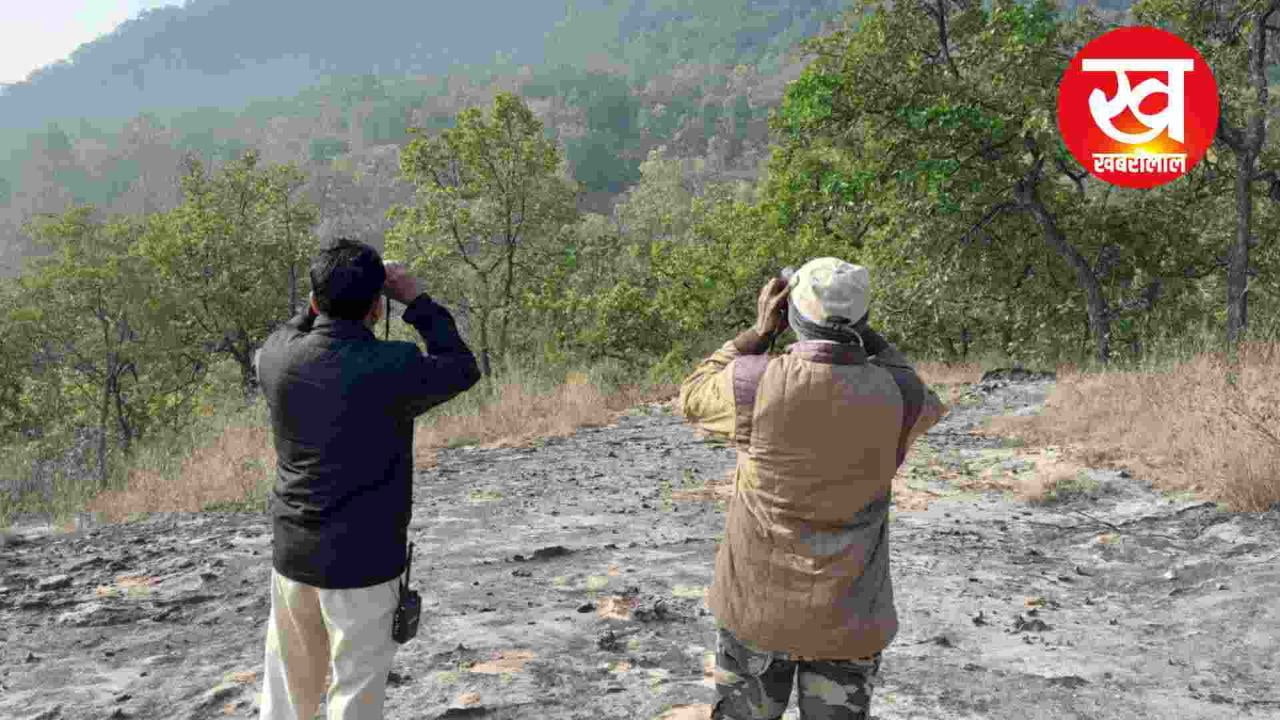 Bandhavgarh में शुरू हुई 3 दिवसीय गिद्ध गणना जानिए गिद्ध को क्यों कहते हैं सफाई का दरोगा