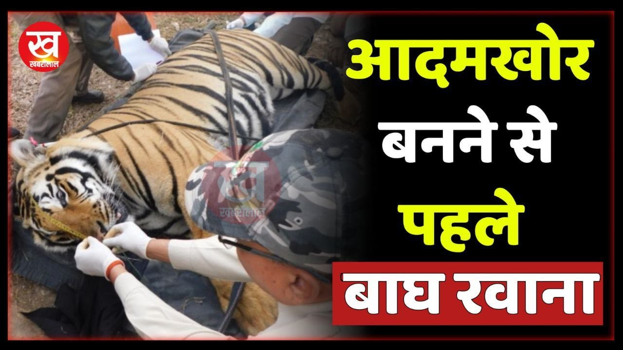 Wild Life : आदमखोर बनने से पहले कान्हा से एक Tiger मुकुन्दपुर हुआ रवाना