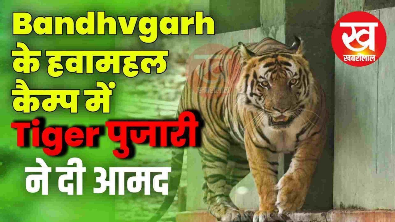 Bandhvgarh के हवामहल कैम्प में Tiger पुजारी ने दी आमद