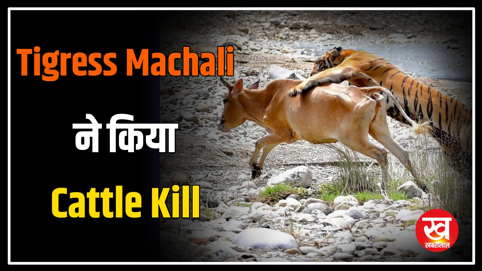 Tigress Machali ने किया Cattle Kill