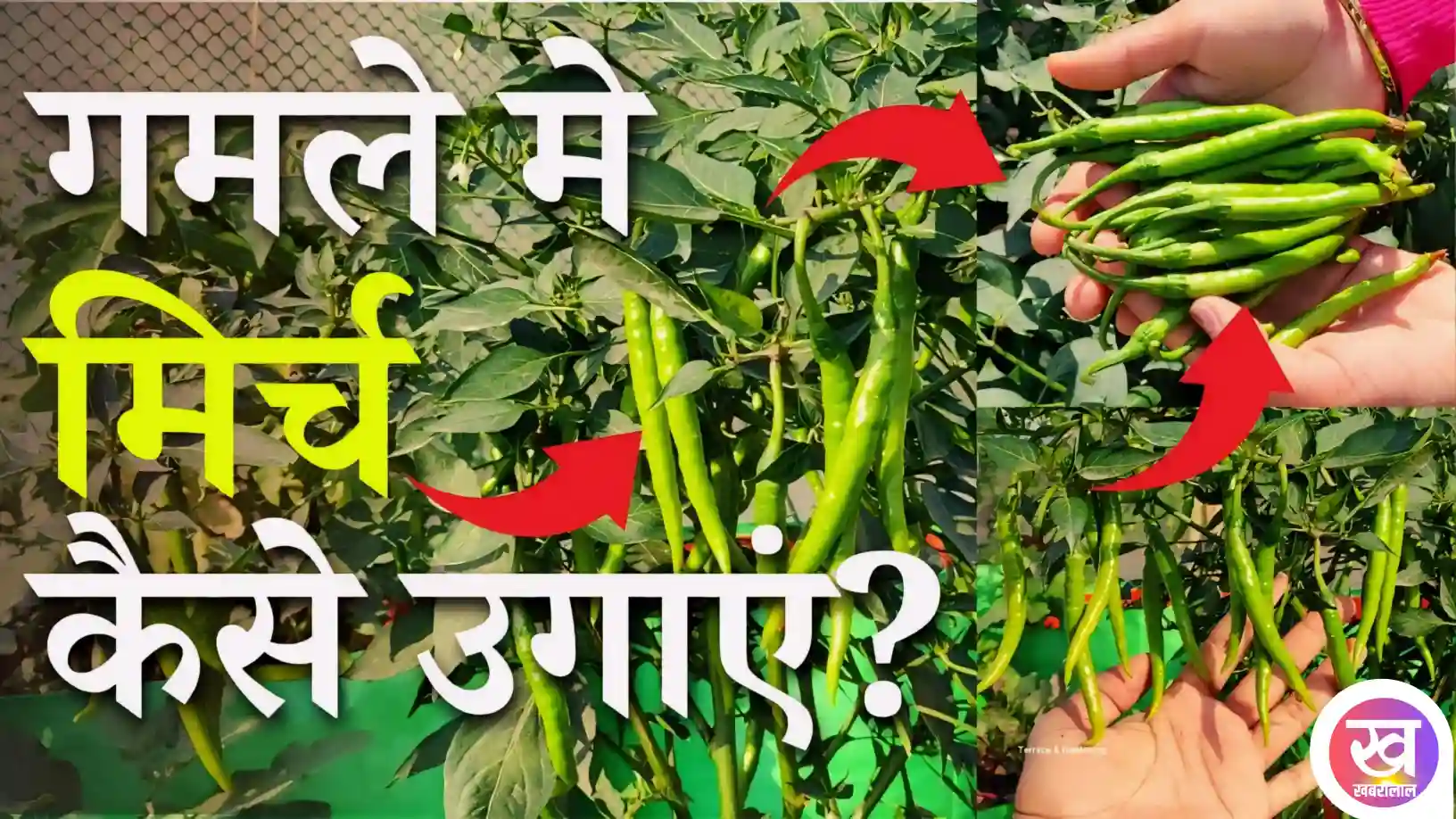 Gardening Tips : अब घर पर पड़ी सूखी मिर्च से उगाएं हरी मिर्ची इस आसान तरीको को अपना लें