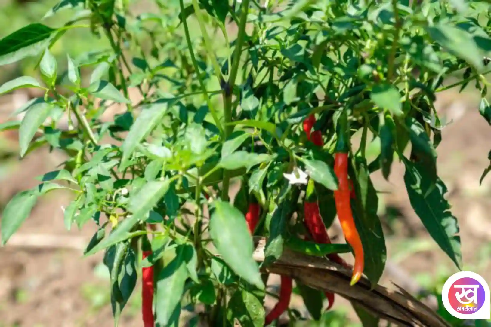 Gardening Tips : अब घर पर पड़ी सूखी मिर्च से उगाएं हरी मिर्ची इस आसान तरीको को अपना लें