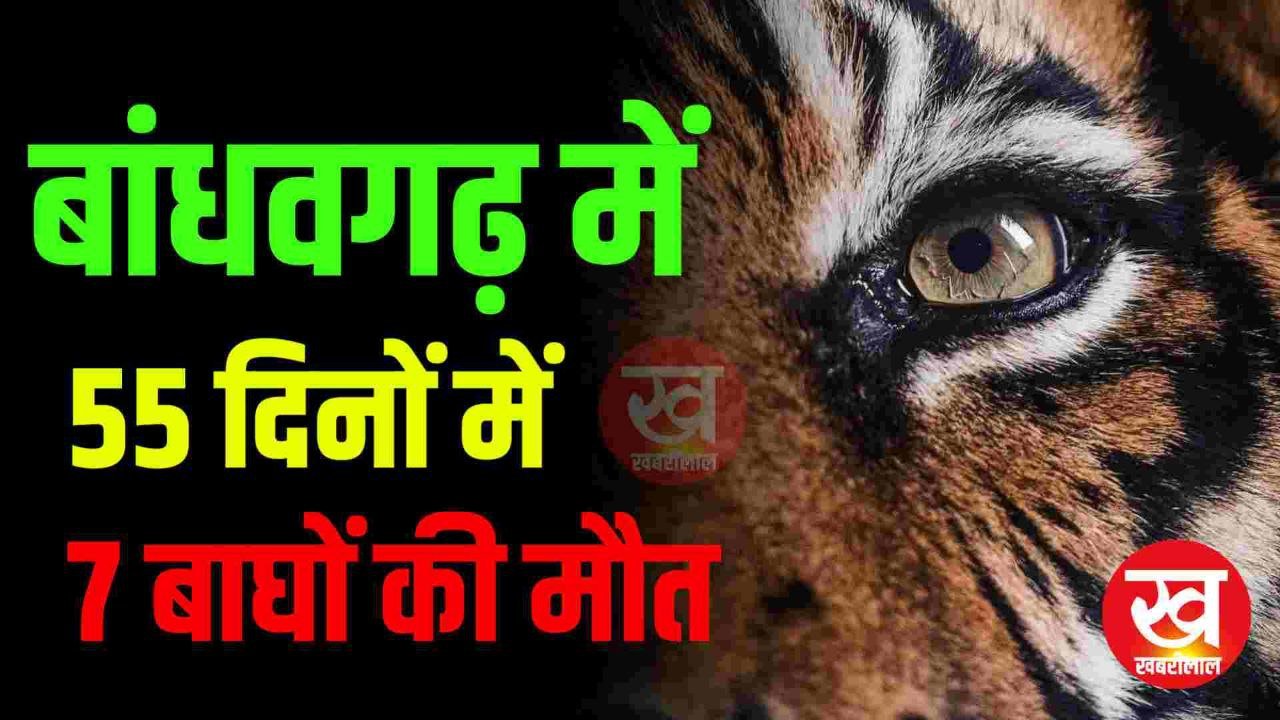 बांधवगढ़ में 55 दिनों में 7 बाघों की मौत, बाघों की मौत का रिकॉर्ड बनाने में जुटा पार्क प्रबंधन