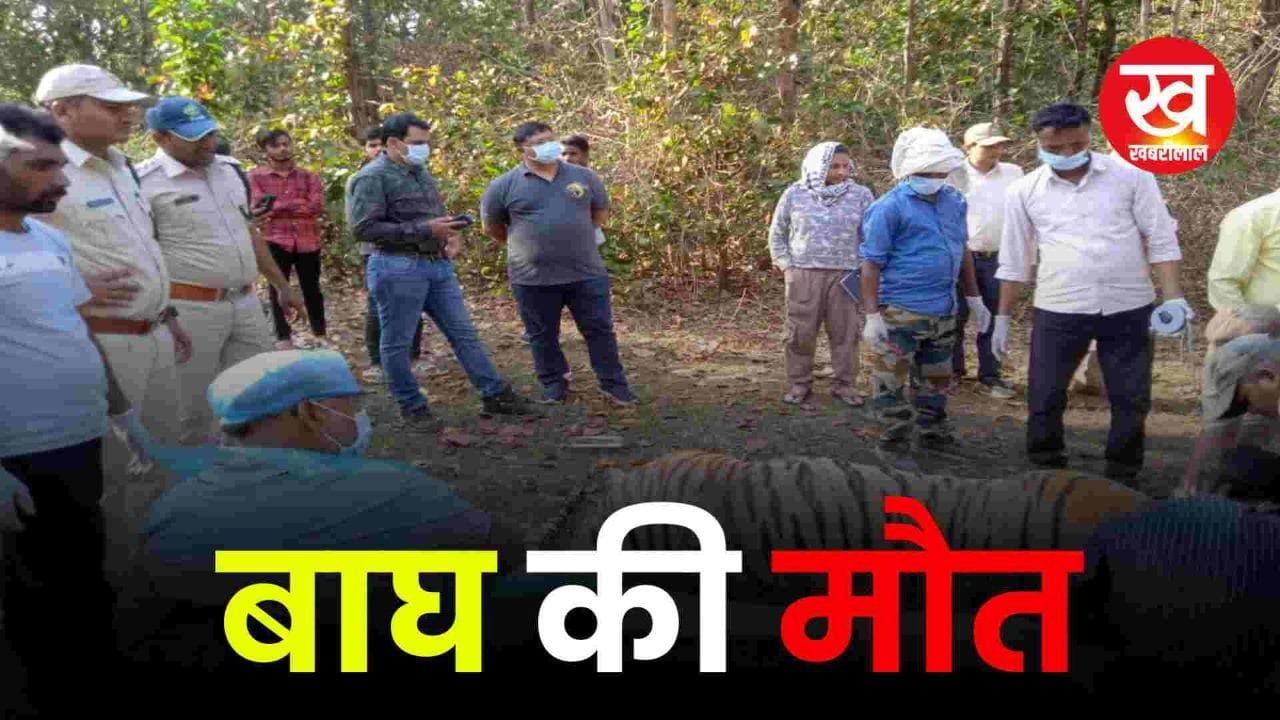 कान्हा के बफर जोन के खापा रेंज में बाघ की मौत