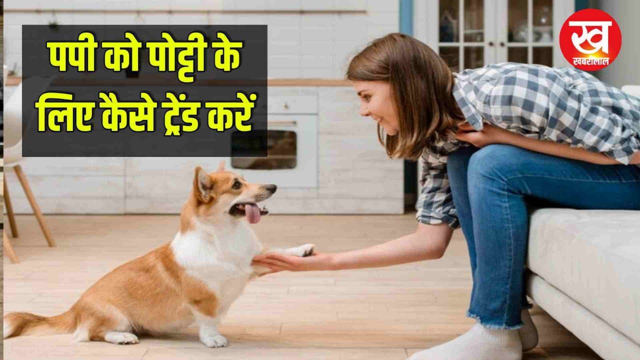 डॉग पपी को पोट्टी के लिए कैसे ट्रेंड करें | How to potty train a dog puppy | How to train a dog puppy to potty in Hindi