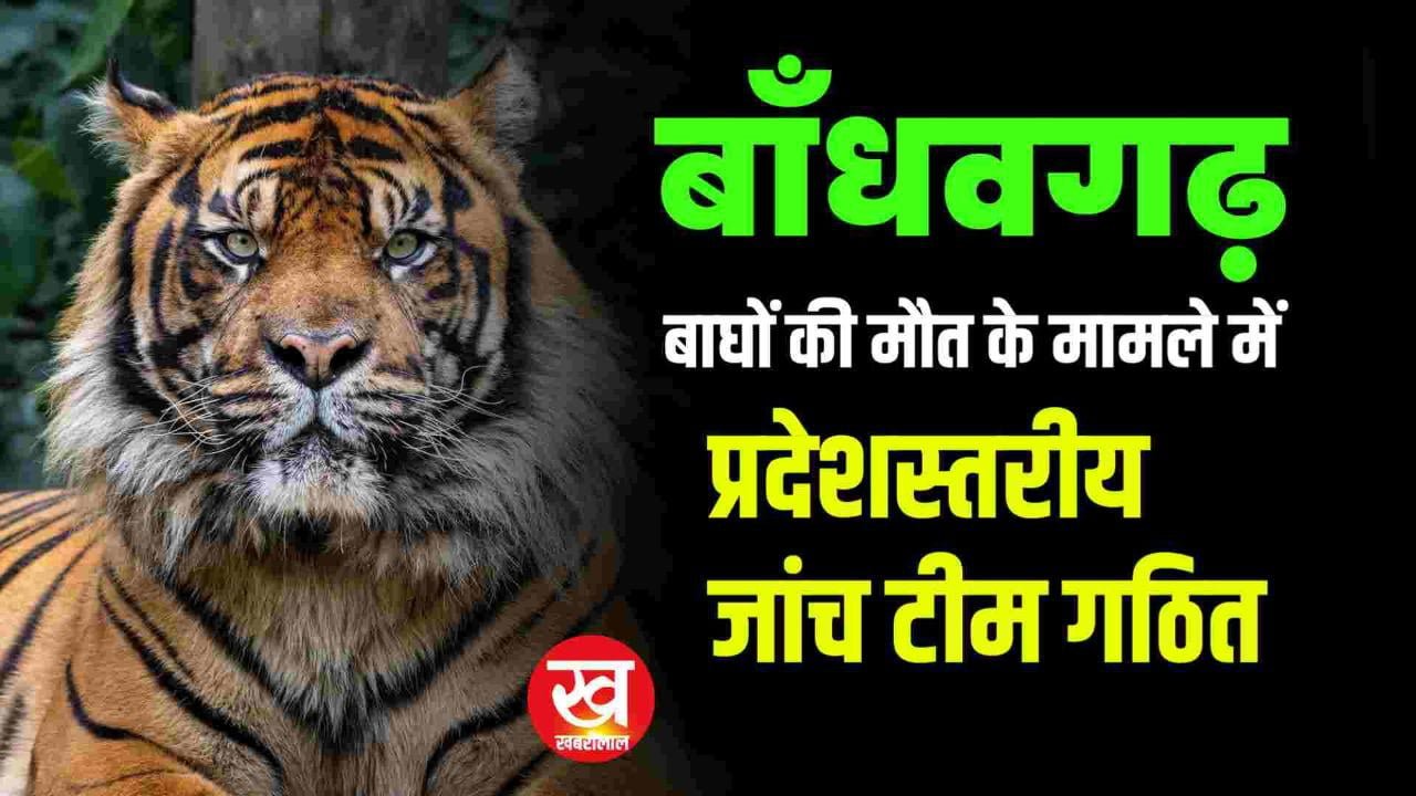 बांधवगढ़ में  53 से ज्यादा बाघों की मौत के बाद जागा प्रशासन प्रदेशस्तरीय जांच टीम गठित