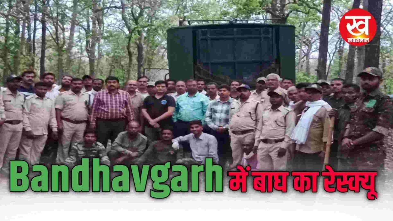 किसान के घर में घुसने वाले बाघ का Bandhavgarh में हुआ रेस्क्यू भेजा गया Mukundpur Tiger Safari 