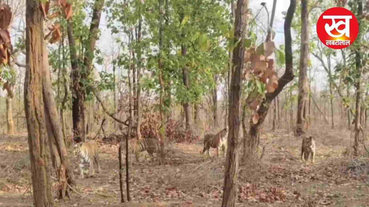 Bandhavgarh में बाघिन बिरुहली के साथ 3 Sub Adults Cubs पर्यटकों को आए नजर