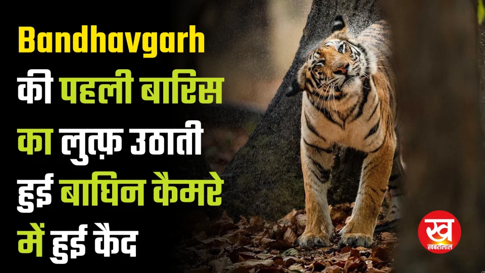 Bandhavgarh की पहली बारिस का लुत्फ़ उठाती हुई बाघिन कैमरे में हुई कैद