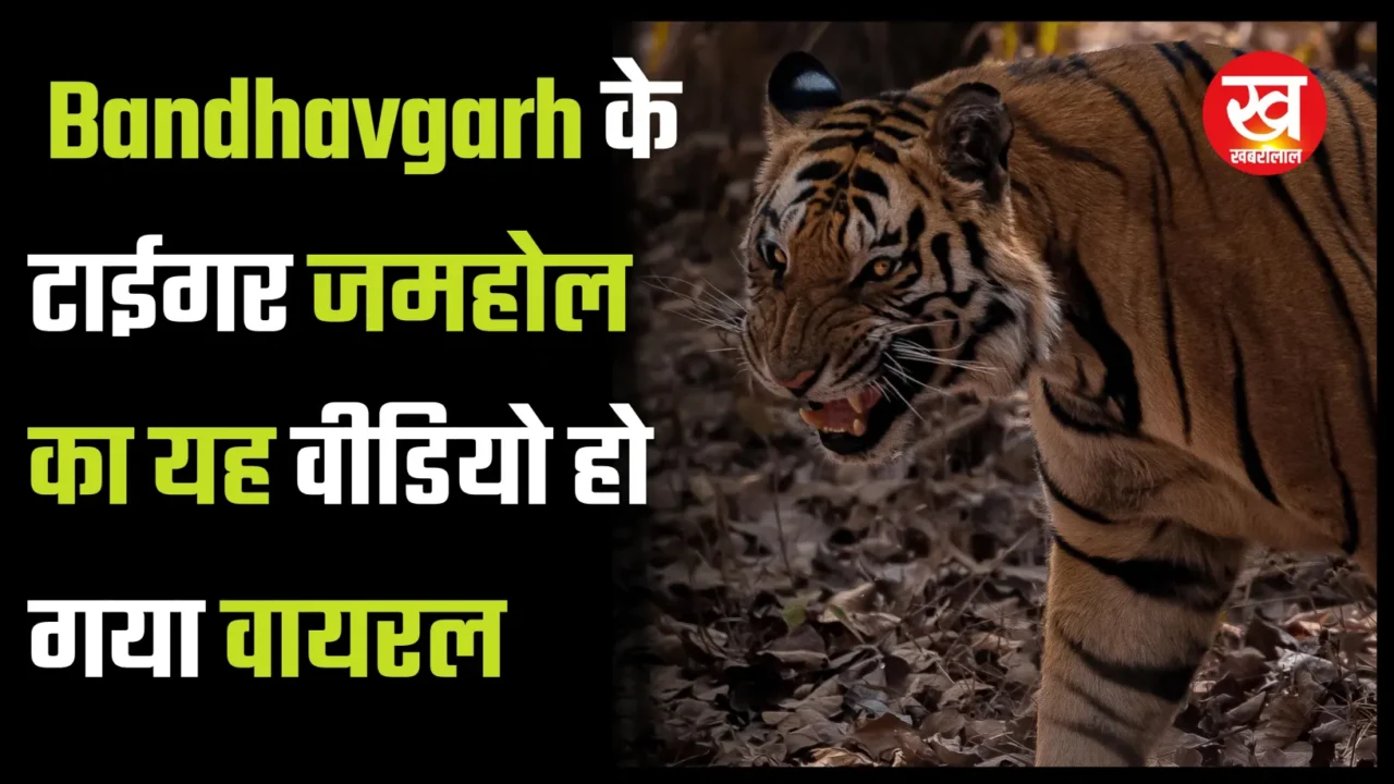 Bandhavgarh में टाईगर जमहोल शिकार को ठिकाने लगाता हुआ कैमरे में कैद 