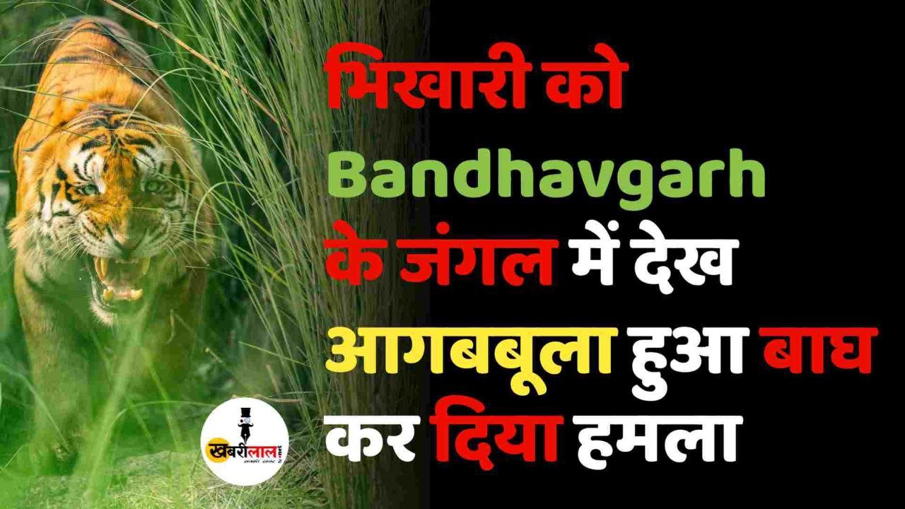 भिखारी को Bandhavgarh के जंगल में देख आगबबूला हुआ बाघ कर दिया हमला