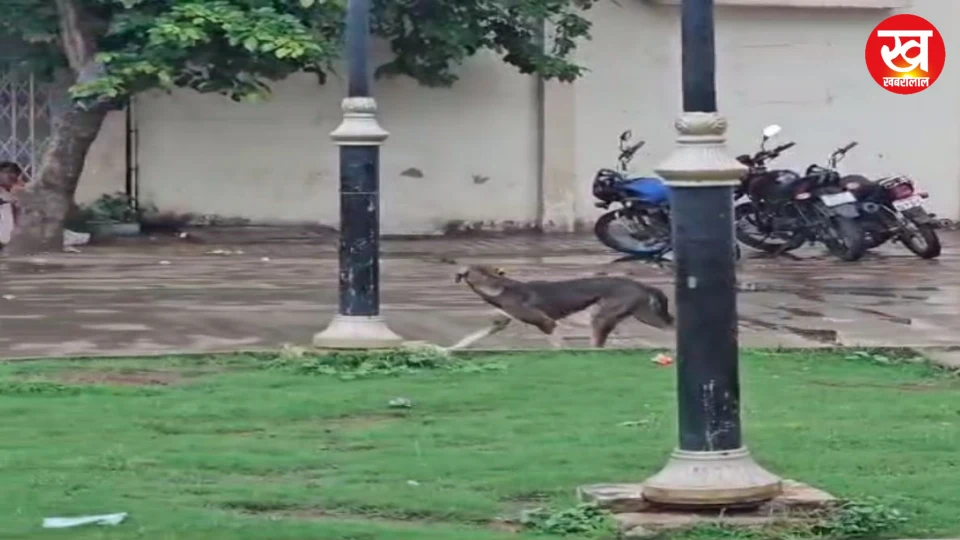 मृत नवजात को मुंह मे पकड़ कर मेडिकल कॉलेज कैम्पस में घूमता रहा कुत्ता मानवता हुई शर्मशार