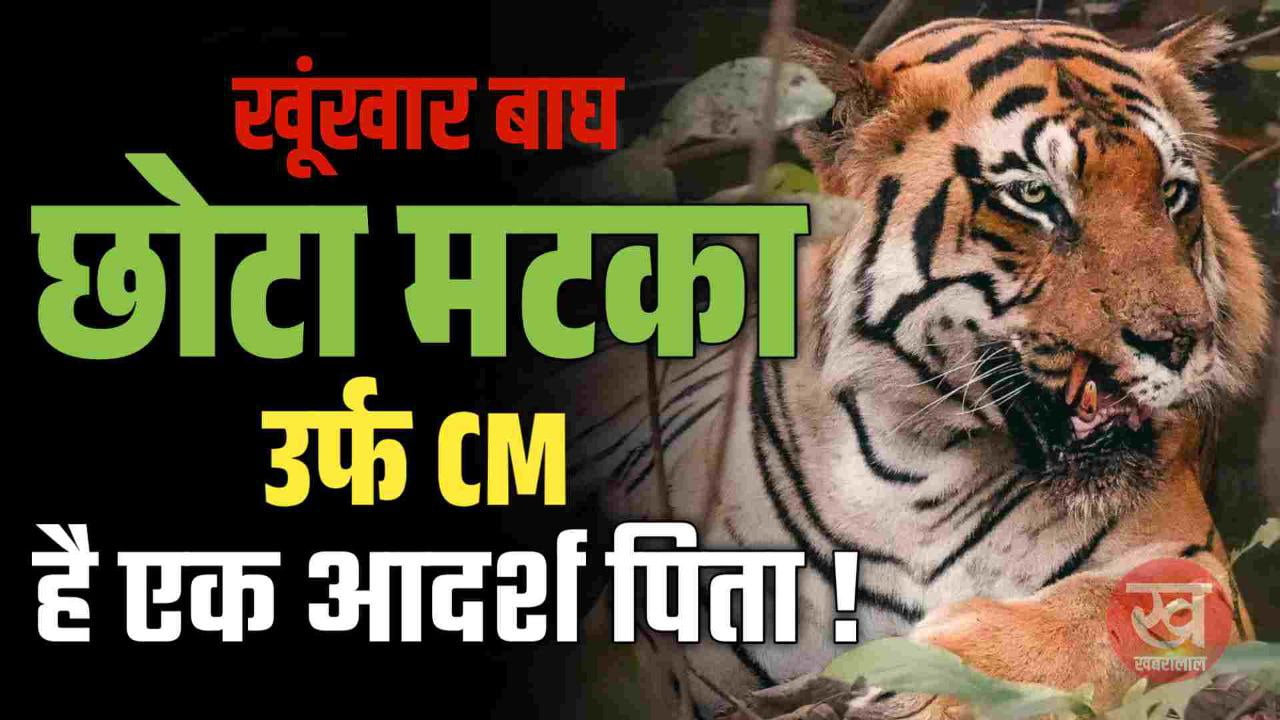 Tadoba Andhari Tiger Reserve का खूंखार बाघ छोटा मटका उर्फ CM है एक आदर्श पिता