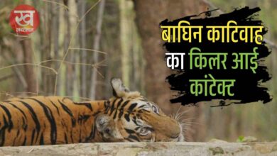 Bandhavgarh में बाघिन काटिवाह के किलर आई कांटेक्ट से फोटोग्राफर के हुए रोंगटे खड़े