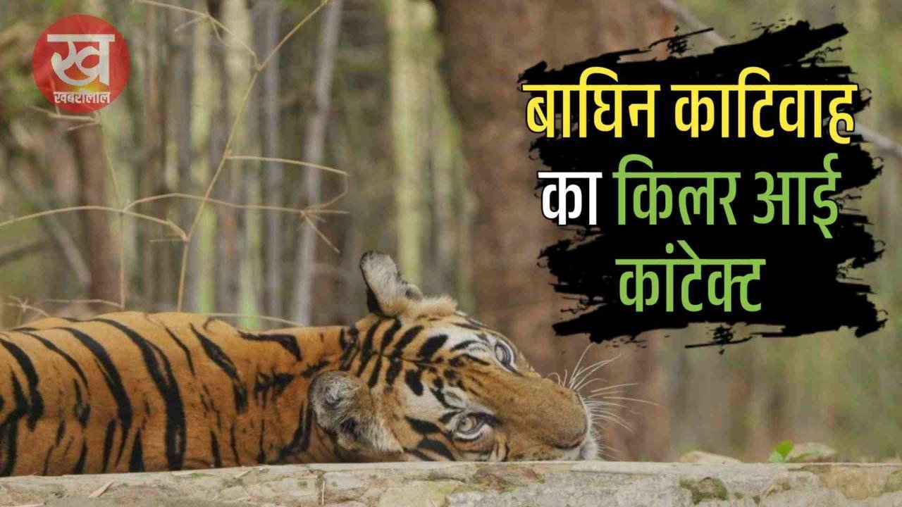 Bandhavgarh में बाघिन काटिवाह के किलर आई कांटेक्ट से फोटोग्राफर के हुए रोंगटे खड़े