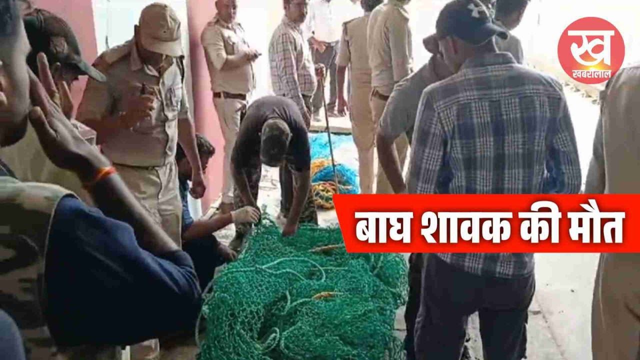 बुधनी के मिडघाट के पास तीसरी लाइन में रन ओवर होने से हुई 1 बाघ के शावक की मौत