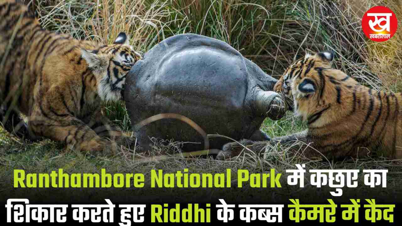 Ranthambore National Park में कछुए का शिकार करते हुए Riddhi के कब्स कैमरे में कैद