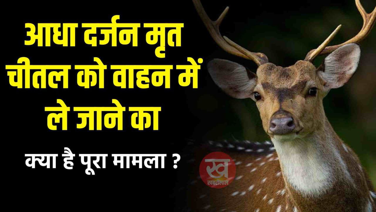 आधा दर्जन मृत चीतल को वाहन में ले जाने का वीडियो हुआ वायरल | Bandhagarh