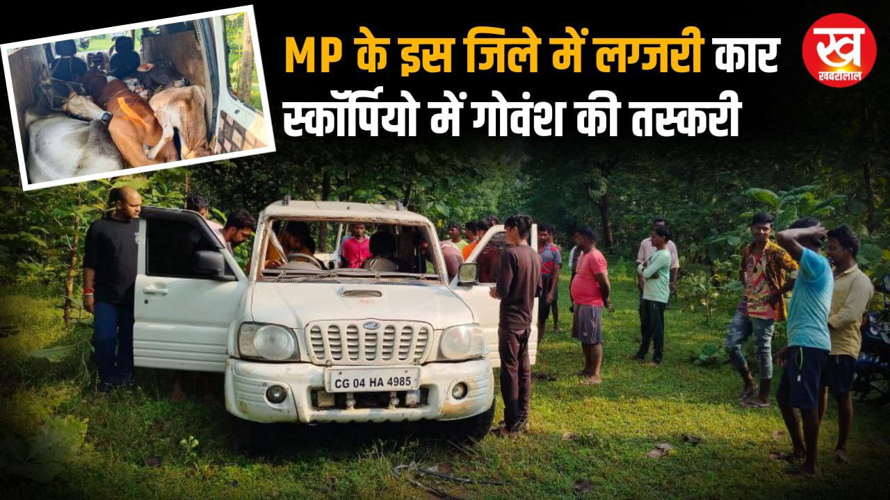 MP के इस जिले में लग्जरी कार स्कॉर्पियो में गोवंश की तस्करी