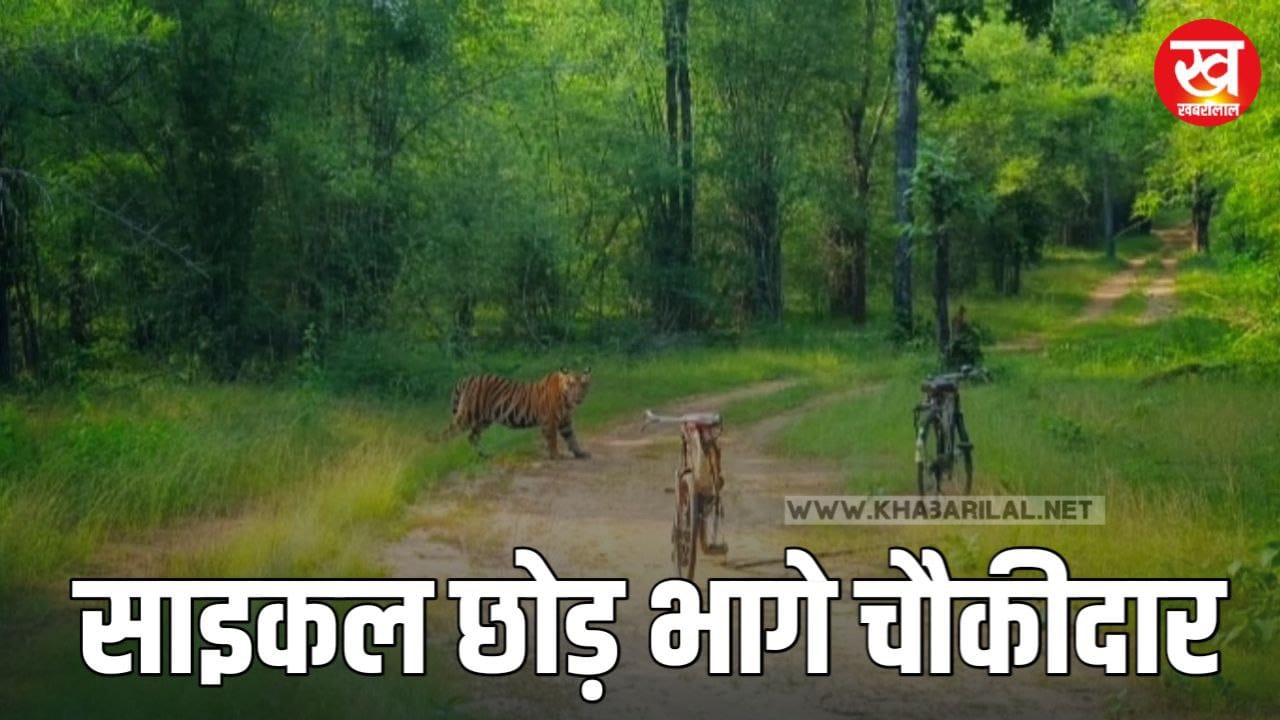 Bandhavgarh के खितौली ज़ोन में चौकीदारों की साइकिल पर काटिवाह कब्स का कब्जा