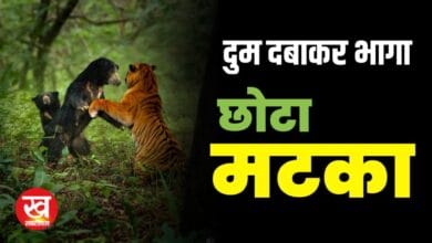 जब एक Fearless Bear ने Tiger छोटा मटका को खदेड़ा वीडियो वायरल