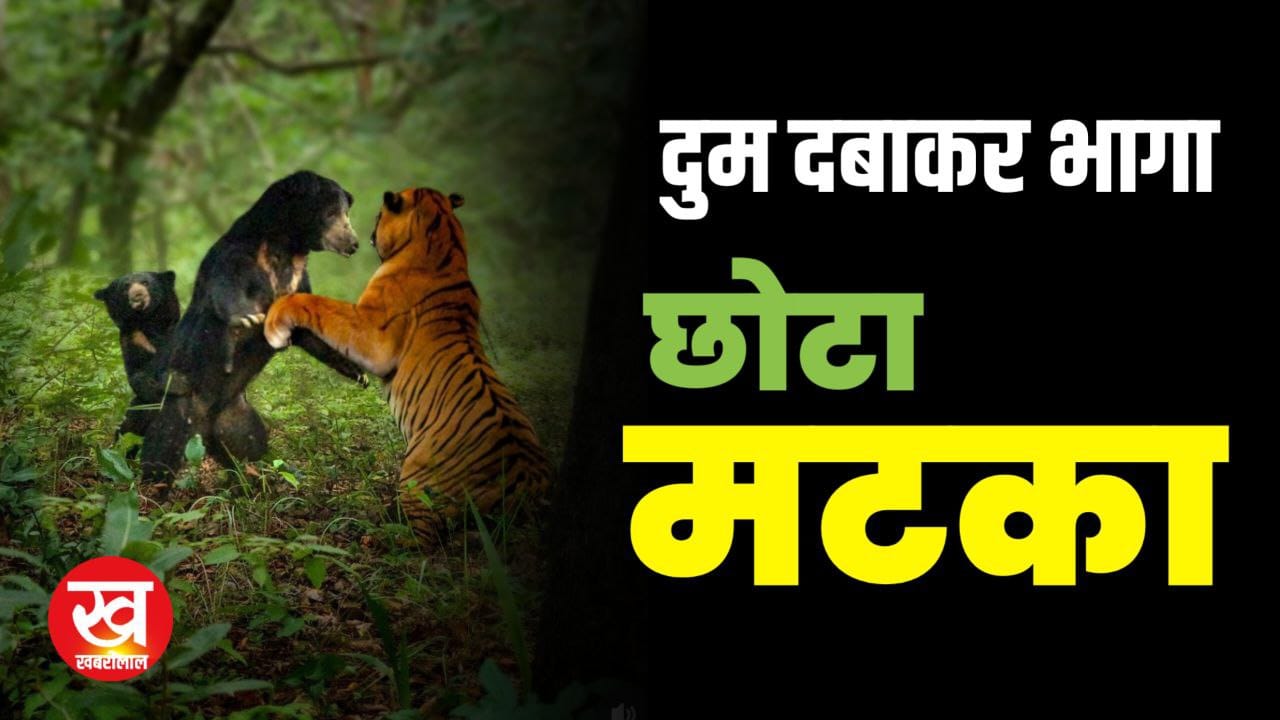 जब एक Fearless Bear ने Tiger छोटा मटका को खदेड़ा वीडियो वायरल