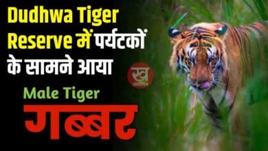 Dudhwa Tiger Reserve में पर्यटकों के सामने आया Gabbar Male Tiger देखिए वीडियो 