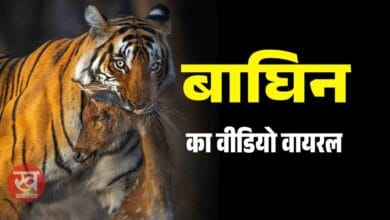 Tiger Sighting :  रणथंभौर में बाघिन रिद्धि और बाँधवगढ़ में काटिवाह के साथ-साथ पन्ना वाली बाघिन का वीडियो वायरल