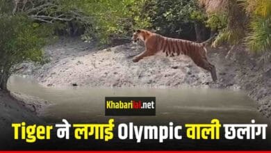 Ranthambore Tiger Reserve में Olympic वाली छलांग लगाता हुआ Tiger वायरल