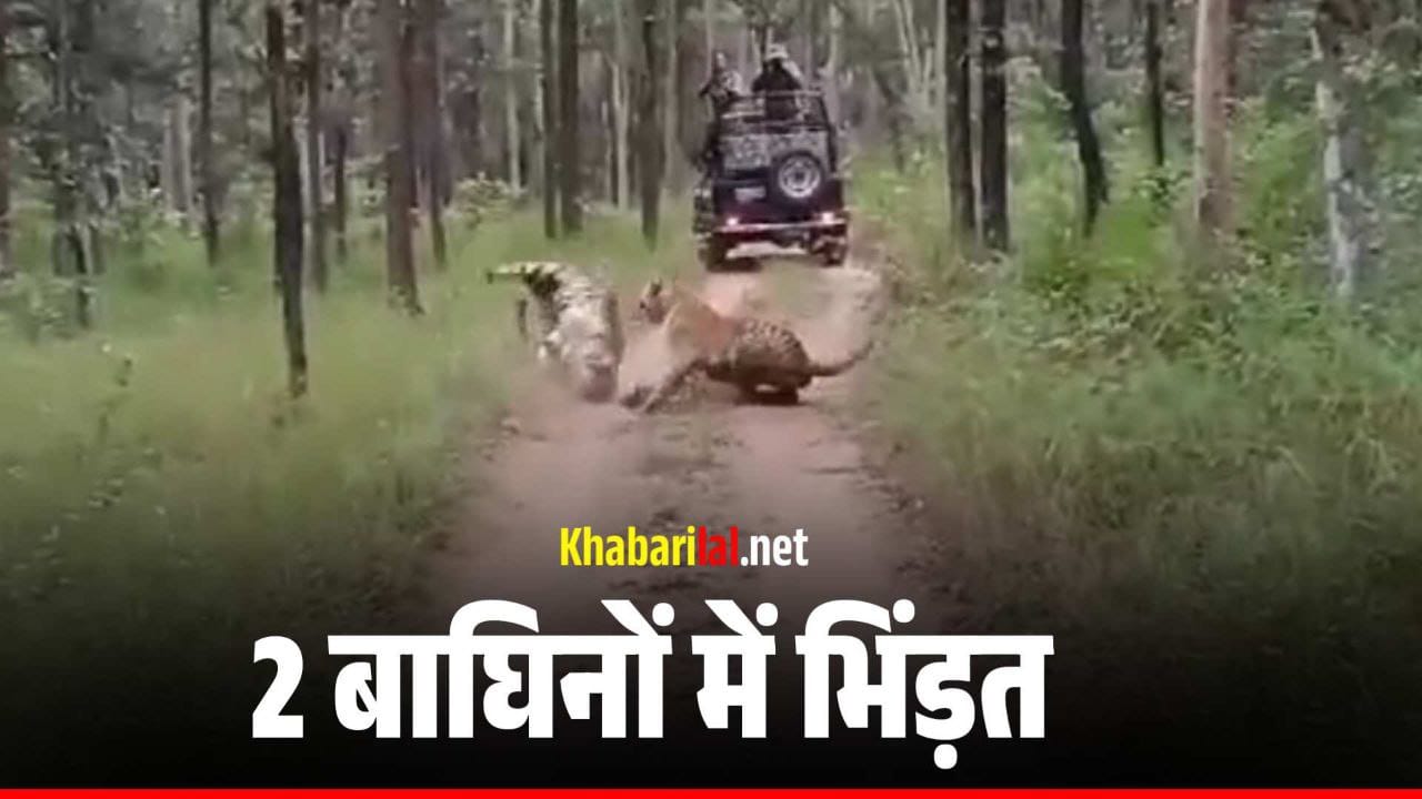 दो बाघिनों की पर्यटको के सामने हो गई भिड़ंत