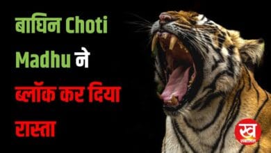 Tadoba-Andhari Tiger Reserve में Tigress Choti Madhu ने ब्लॉक कर दिया रास्ता