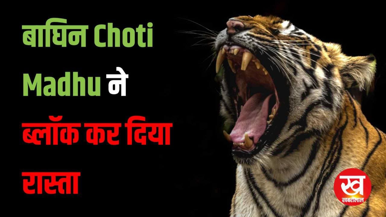 Tadoba-Andhari Tiger Reserve में Tigress Choti Madhu ने ब्लॉक कर दिया रास्ता