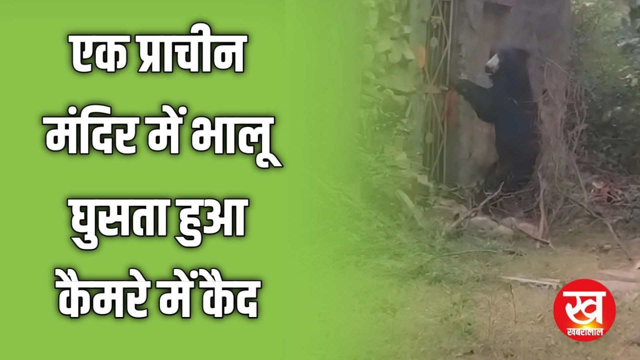 Ranthambhore  में Sloth Bear बियावान जंगल में एक प्राचीन मंदिर में घुसता हुआ कैमरे में कैद