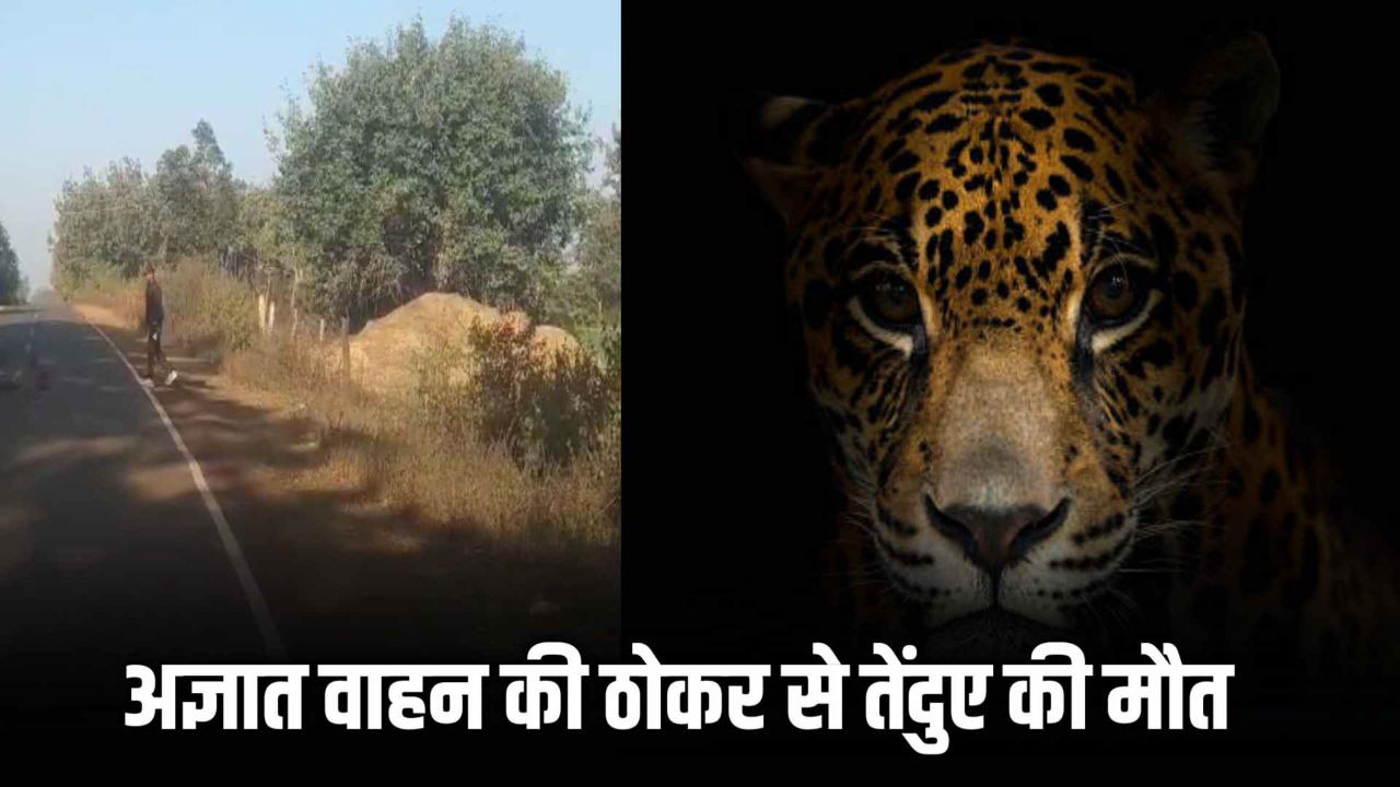 Bandhavgarh News : अज्ञात वाहन की ठोकर से तेंदुए की मौत