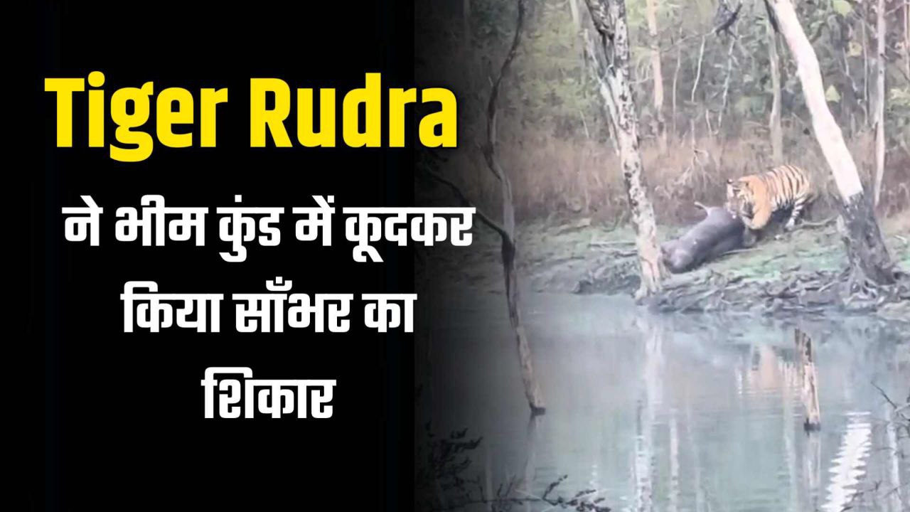 बाघ Rudra ने भीम कुंड में कूदकर किया साँभर शिकार लाइव वीडियो आया सामने