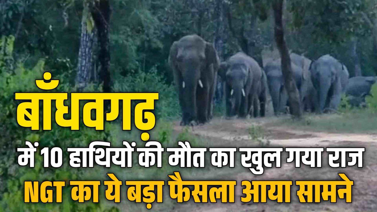 Bandhavgarh में 10 हाथियों की मौत का खुल गया राज NGT का ये बड़ा फैसला आया सामने 