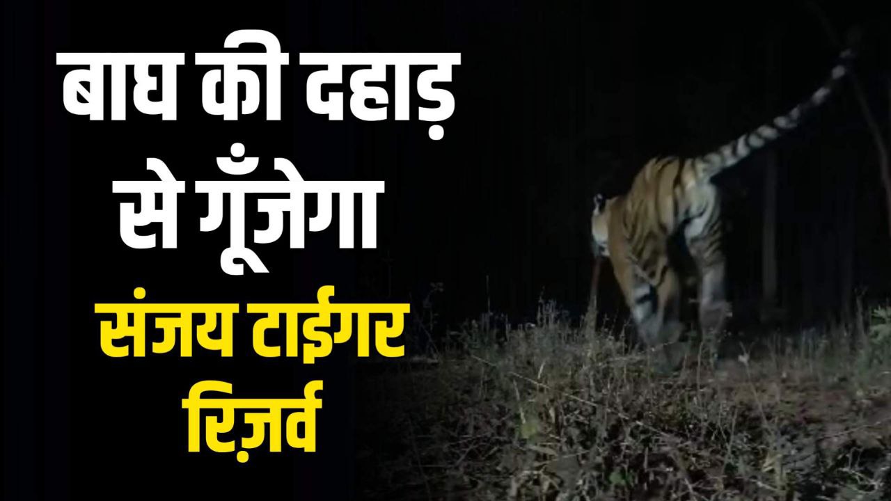 माँ की मौत के बाद लाया गया था बाँधवगढ़ अब उसकी दहाड़ से कांप उठेगा संजय टाईगर रिज़र्व का जंगल