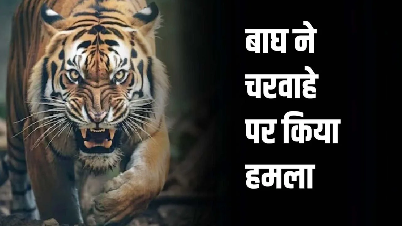 झाड़ियों में छिपे बाघ ने चरवाहे पर पीछे से किया हमला