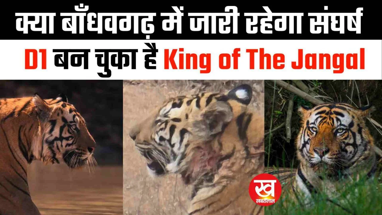 Bandhavgarh : कौन है वह बाघ जो छोटा भीम सहित पुजारी के कुनबे को बना लिया है टारगेट क्या तोड़ देगा चार्जर का रिकॉर्ड 